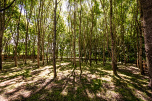 Broadmeadow House, Henley on Thames - Gallery image